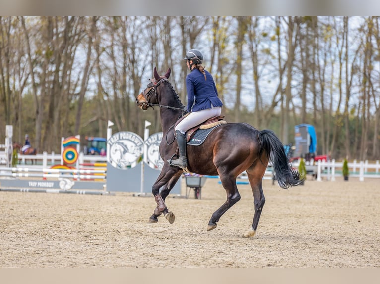 Anglo-Araber Wallach 10 Jahre 172 cm Dunkelbrauner in Biskupiec
