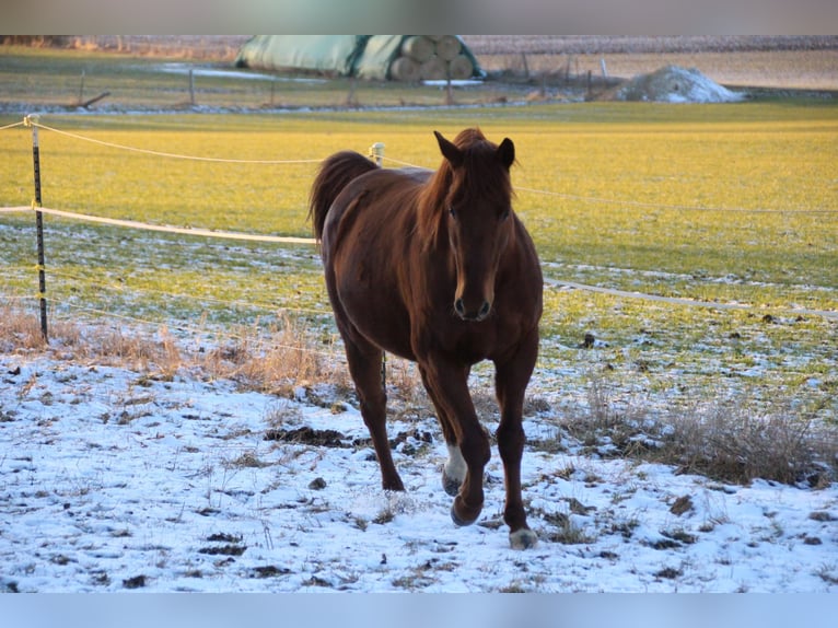 Anglo-Araber Wallach 11 Jahre 154 cm Fuchs in Cremlingen