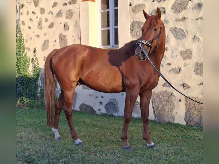 Anglo-Araber Wallach 11 Jahre 154 cm Fuchs in Cremlingen