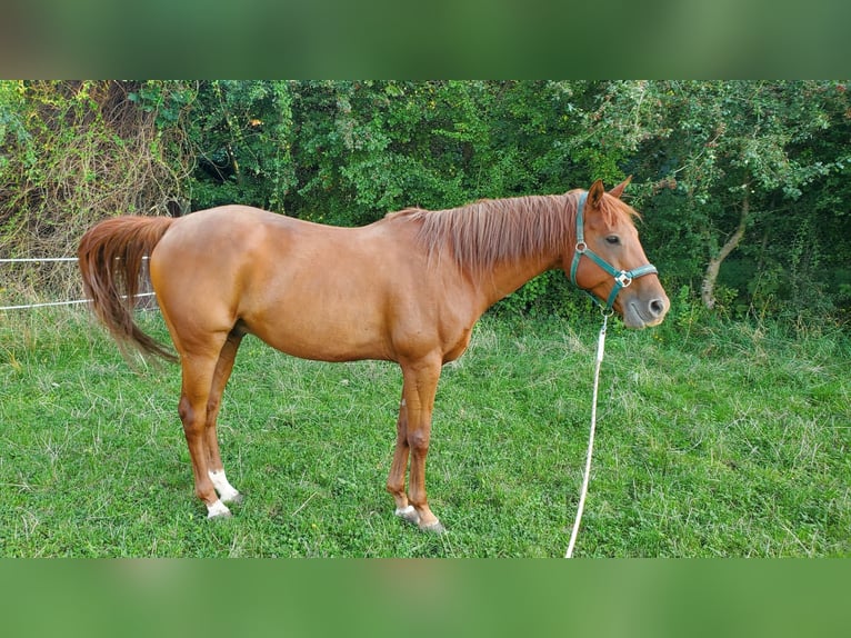 Anglo-Araber Wallach 11 Jahre 154 cm Fuchs in Cremlingen