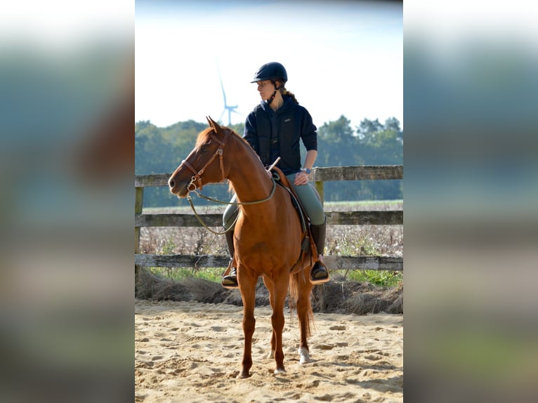 Anglo-Araber Wallach 11 Jahre 154 cm Fuchs in Cremlingen