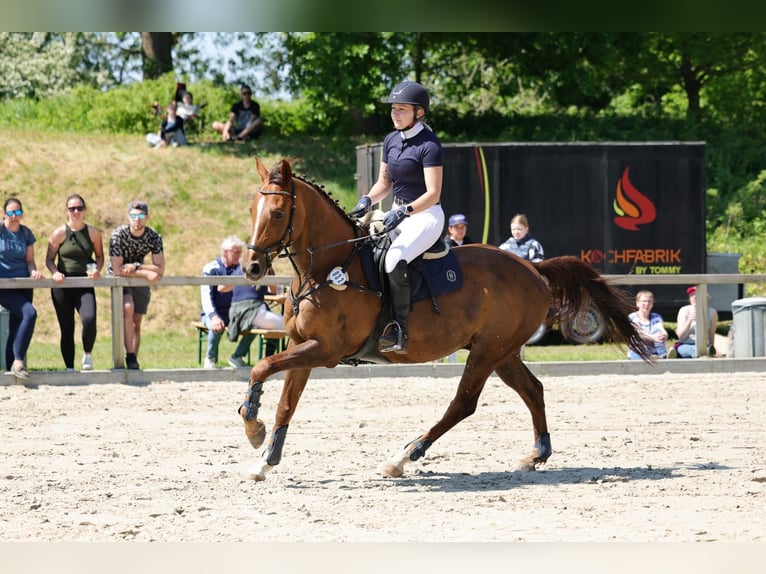 Anglo-Araber Wallach 11 Jahre 160 cm Fuchs in Osdorf