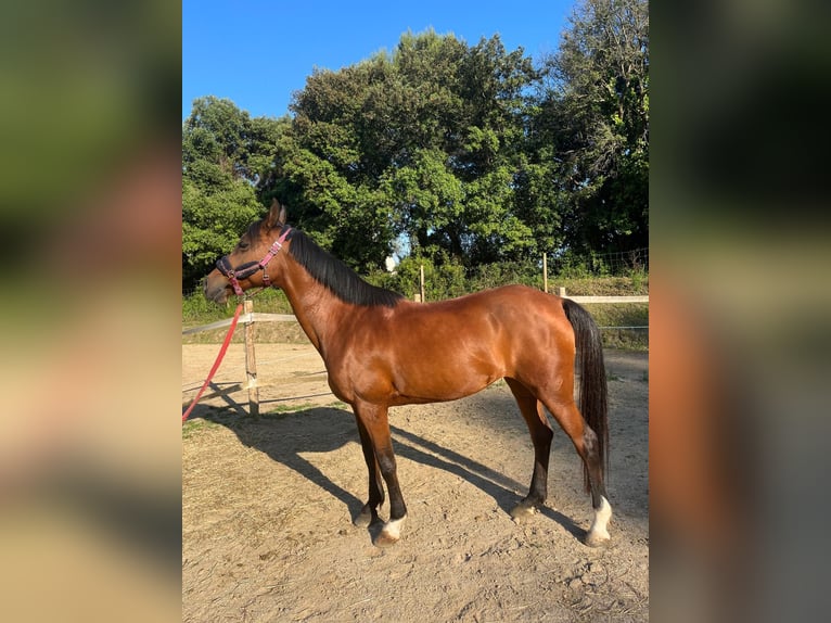 Anglo-Araber Wallach 11 Jahre 167 cm Brauner in Sana susanna