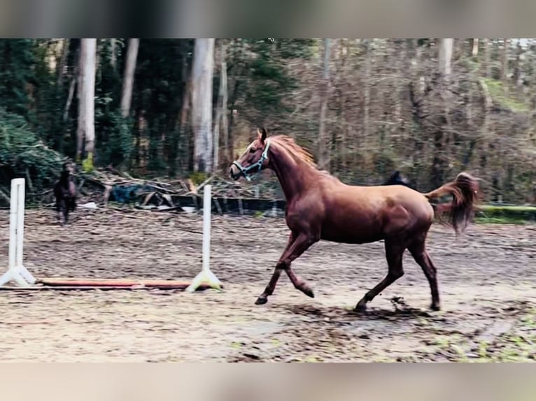 Anglo-Araber Wallach 11 Jahre 170 cm Fuchs in Pontevedra