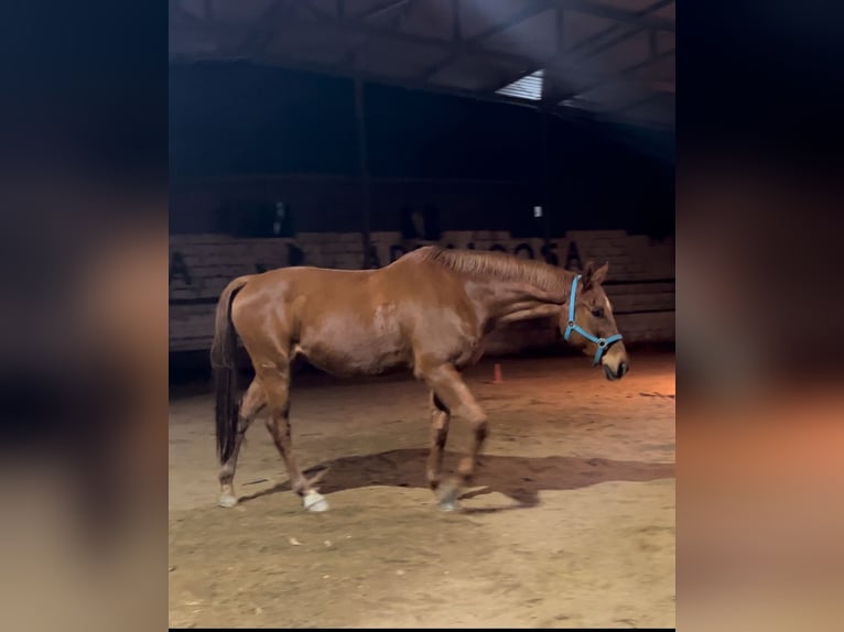 Anglo-Araber Wallach 11 Jahre 170 cm Fuchs in Pontevedra