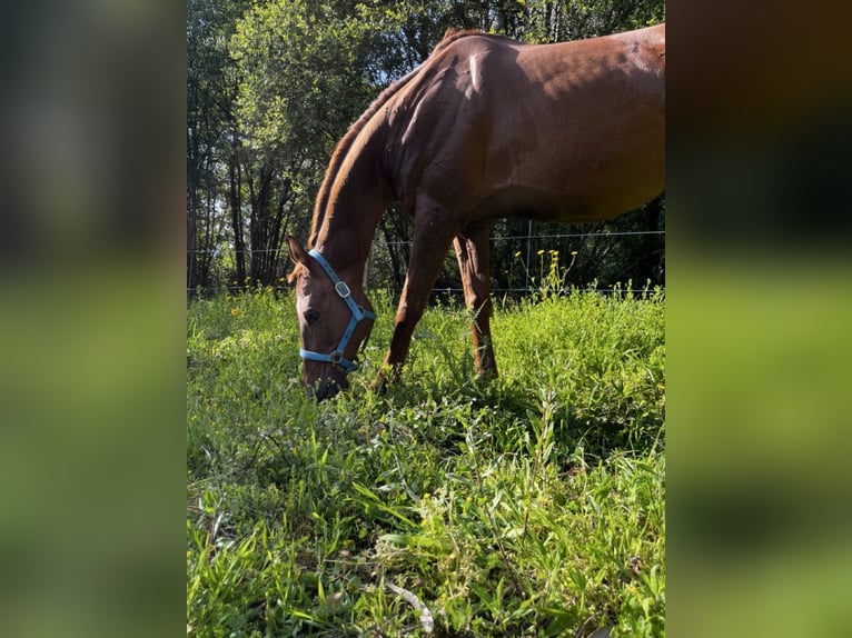 Anglo-Araber Wallach 11 Jahre 170 cm Fuchs in Pontevedra