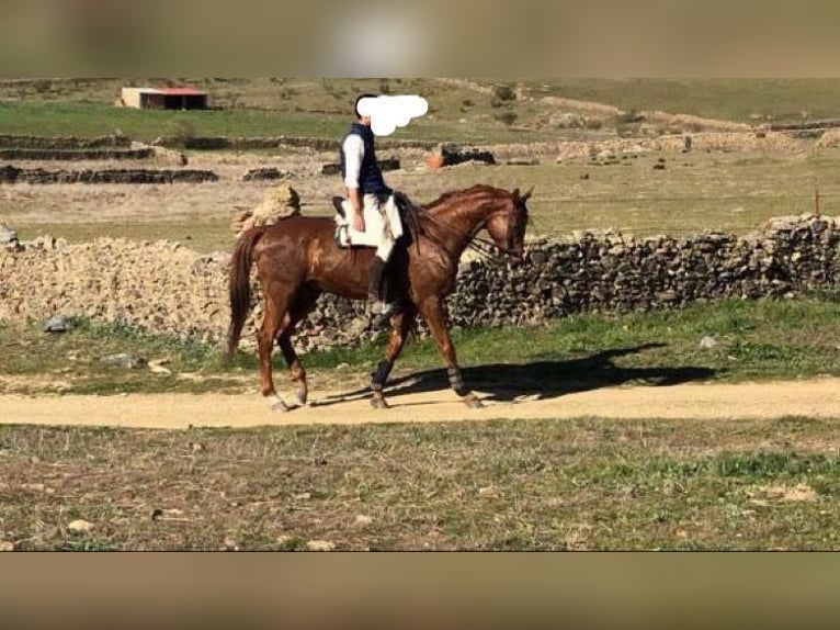 Anglo-Araber Wallach 11 Jahre 170 cm Fuchs in Pontevedra