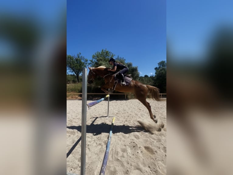 Anglo-Araber Wallach 12 Jahre 175 cm Fuchs in Sant Just Desvern