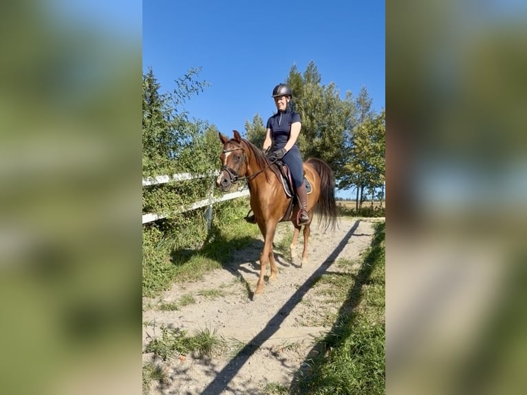 Anglo-Araber Wallach 13 Jahre 153 cm Fuchs in Davidschlag