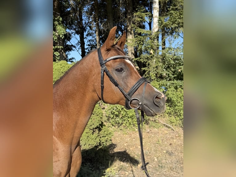 Anglo-Araber Wallach 13 Jahre 153 cm Fuchs in Davidschlag