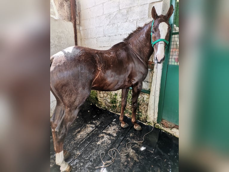 Anglo-Araber Wallach 14 Jahre 157 cm Fuchs in Palomarejobaena
