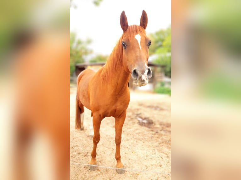 Anglo-Araber Wallach 15 Jahre 155 cm Fuchs in Hildesheim