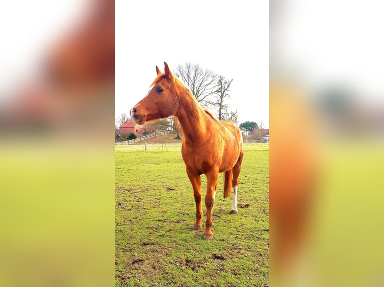 Anglo-Araber Wallach 15 Jahre 155 cm Fuchs in Hildesheim