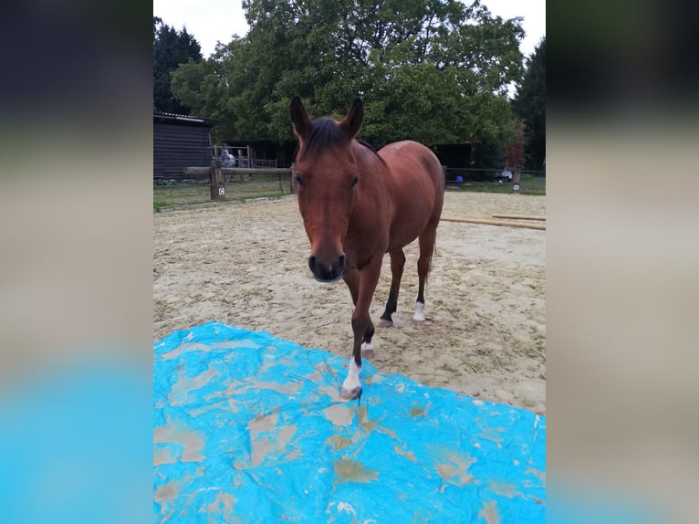 Anglo-Araber Mix Wallach 16 Jahre 153 cm Brauner in Wegberg