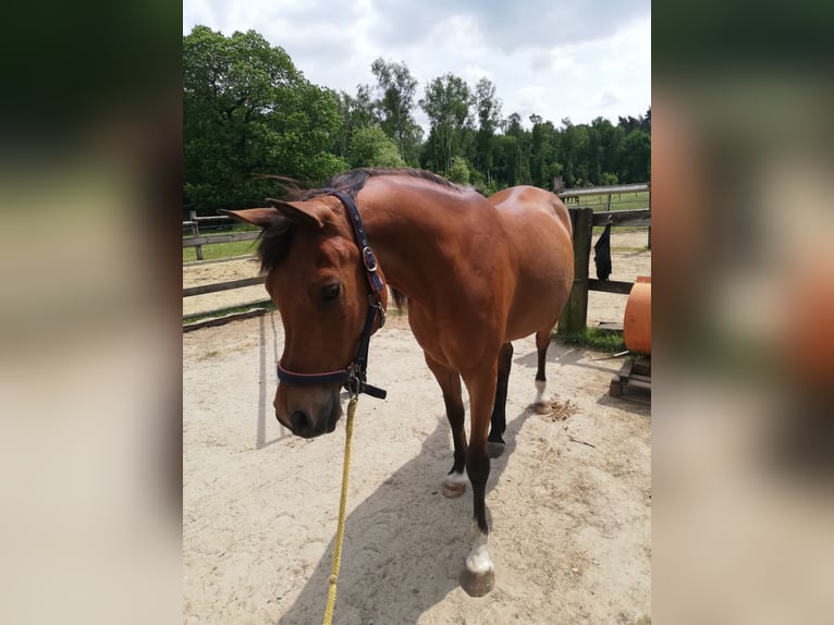 Anglo-Araber Mix Wallach 16 Jahre 153 cm Brauner in Wegberg