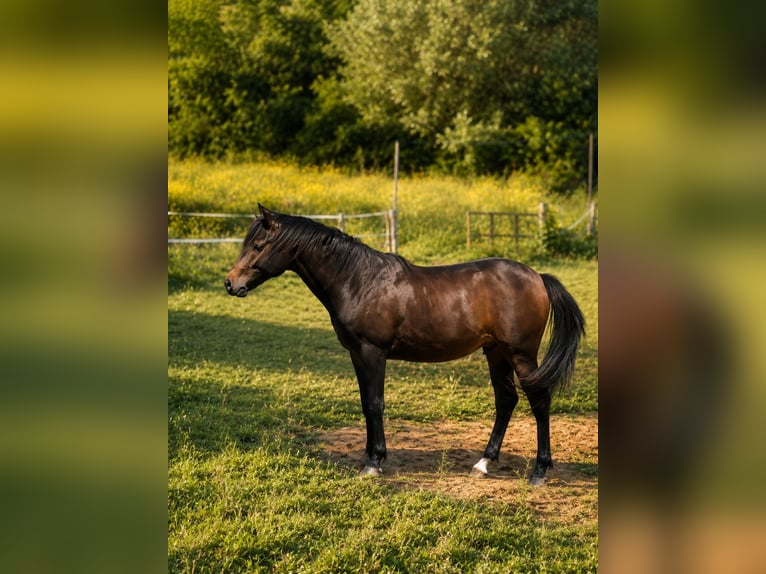 Anglo-Araber Wallach 2 Jahre 150 cm Schwarzbrauner in Manonviller
