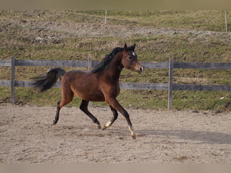 Anglo-Araber Wallach 2 Jahre 158 cm Blauschimmel in Achenkirch