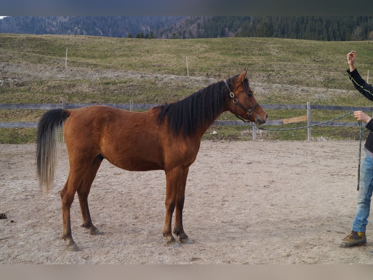 Anglo-Araber Wallach 2 Jahre 158 cm Brauner in Achenkirch