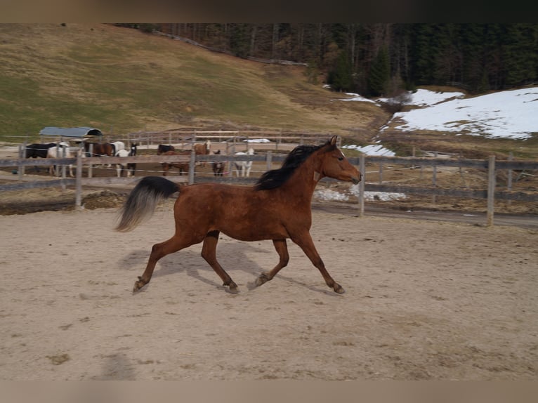 Anglo-Araber Wallach 2 Jahre 158 cm Brauner in Achenkirch