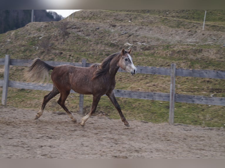 Anglo-Araber Wallach 2 Jahre 158 cm  in Achenkirch