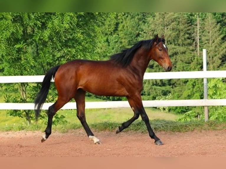 Anglo-Araber Wallach 2 Jahre 160 cm Dunkelbrauner in Freiamt