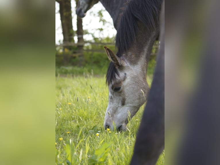 Anglo-Araber Wallach 3 Jahre 158 cm Rotschimmel in Lahntal