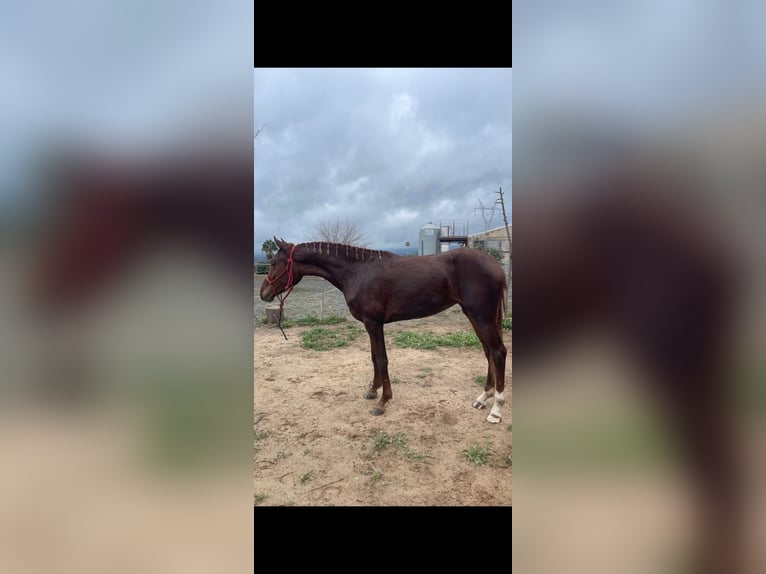 Anglo-Araber Mix Wallach 3 Jahre 160 cm Fuchs in Murcia