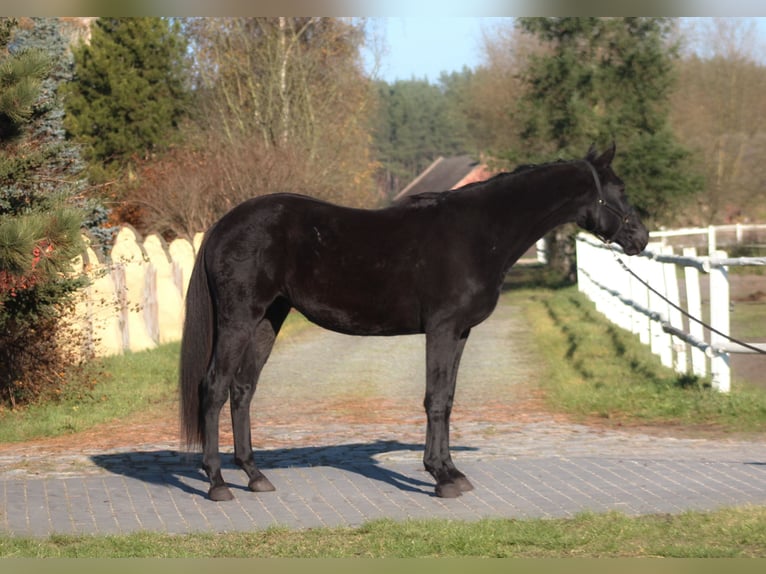 Anglo-Araber Wallach 3 Jahre 176 cm Rappe in SANTOK