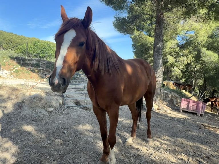 Anglo-Araber Wallach 4 Jahre 165 cm Fuchs in Moratall