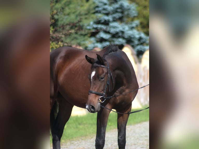 Anglo-Araber Wallach 4 Jahre 166 cm Dunkelbrauner in Santok
