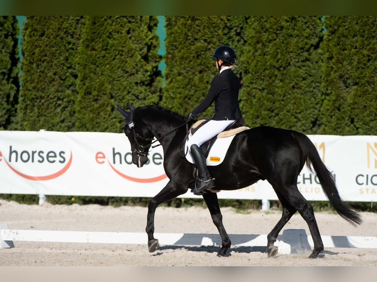 Anglo-Araber Wallach 4 Jahre 166 cm Rappe in Dąbrowica