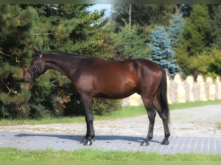 Anglo-Araber Wallach 4 Jahre 168 cm Dunkelbrauner in Santok