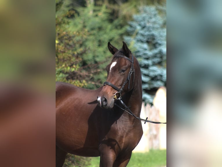 Anglo-Araber Wallach 4 Jahre 168 cm Dunkelbrauner in Santok