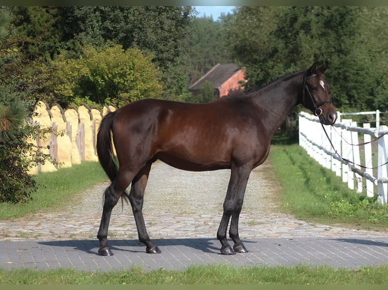 Anglo-Araber Wallach 4 Jahre 168 cm Dunkelbrauner in Santok