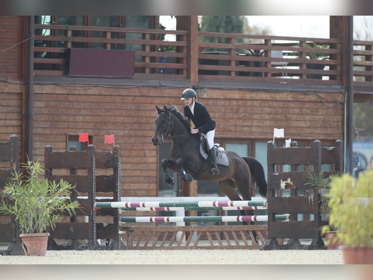 Anglo-Araber Wallach 5 Jahre 160 cm Brauner in Siena