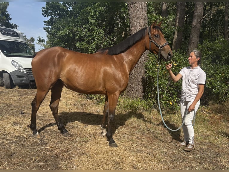 Anglo-Araber Wallach 5 Jahre 164 cm Dunkelbrauner in Saint yrieix les bois