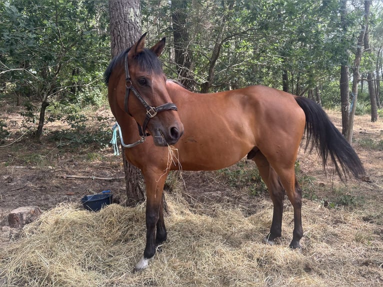 Anglo-Araber Wallach 5 Jahre 164 cm Dunkelbrauner in Saint yrieix les bois