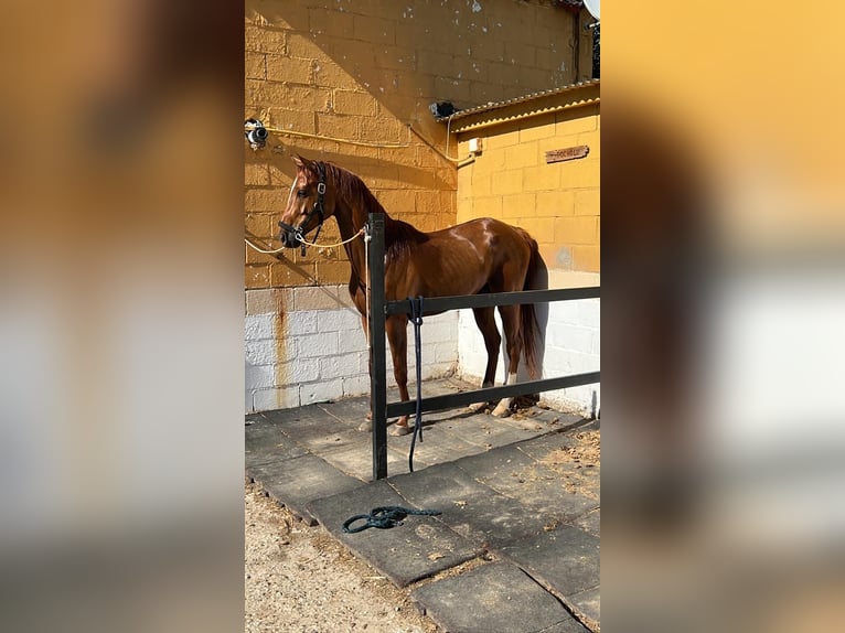 Anglo-Araber Wallach 5 Jahre 164 cm Dunkelfuchs in Galapagar