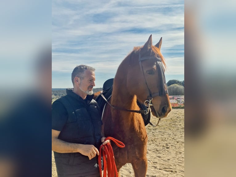 Anglo-Araber Wallach 5 Jahre 164 cm Dunkelfuchs in Galapagar