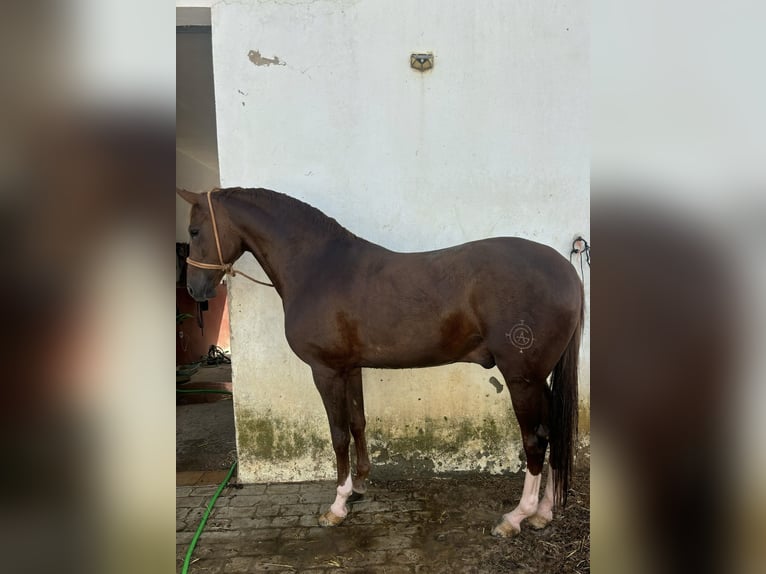 Anglo-Araber Wallach 5 Jahre 166 cm Fuchs in Sevilla