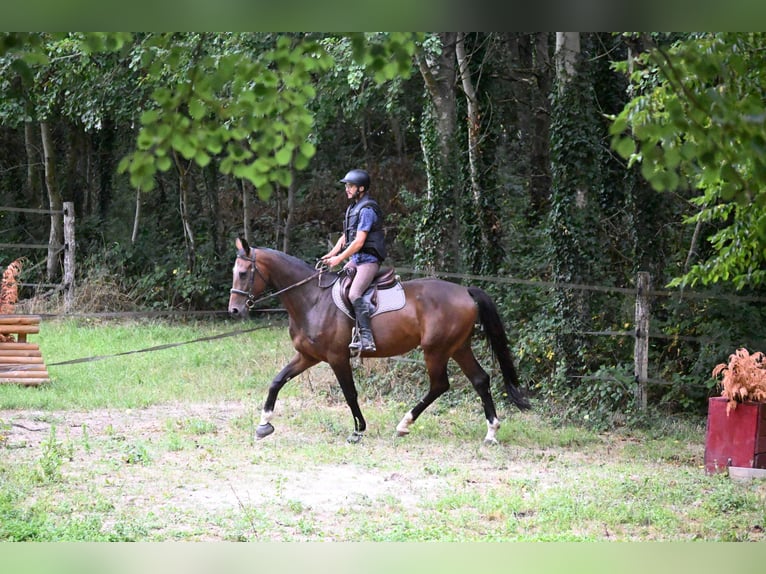 Anglo-Araber Wallach 5 Jahre 170 cm Dunkelbrauner in VIEVY LE RAYE