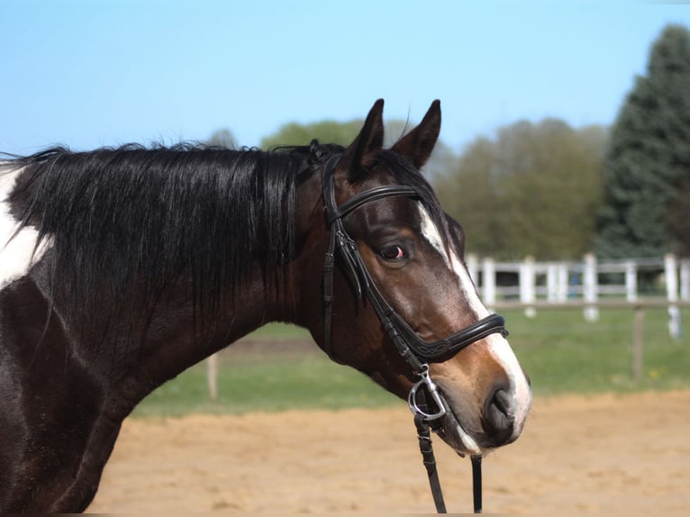 Anglo-Araber Wallach 5 Jahre 170 cm Schecke in Santok