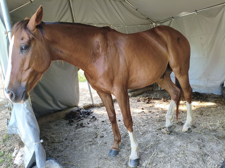 Anglo-Araber Wallach 6 Jahre 155 cm Fuchs in Rupecanina