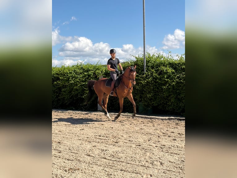 Anglo-Araber Mix Wallach 6 Jahre 161 cm Brauner in Alcala De Henares