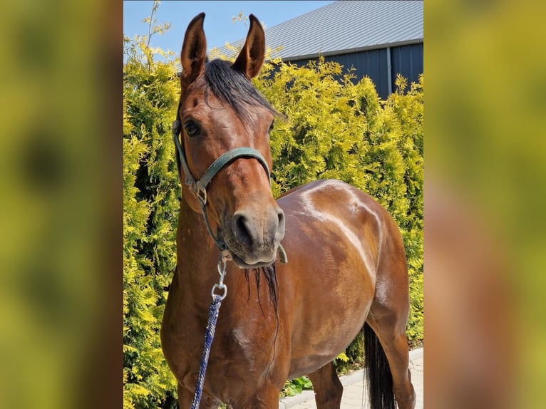Anglo-Araber Wallach 7 Jahre 153 cm Brauner in Nettetal