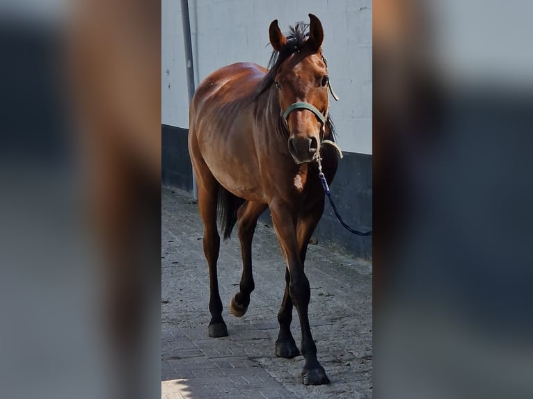 Anglo-Araber Wallach 7 Jahre 153 cm Brauner in Nettetal