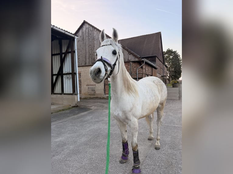 Anglo-Araber Wallach 7 Jahre 156 cm White in Iserlohn