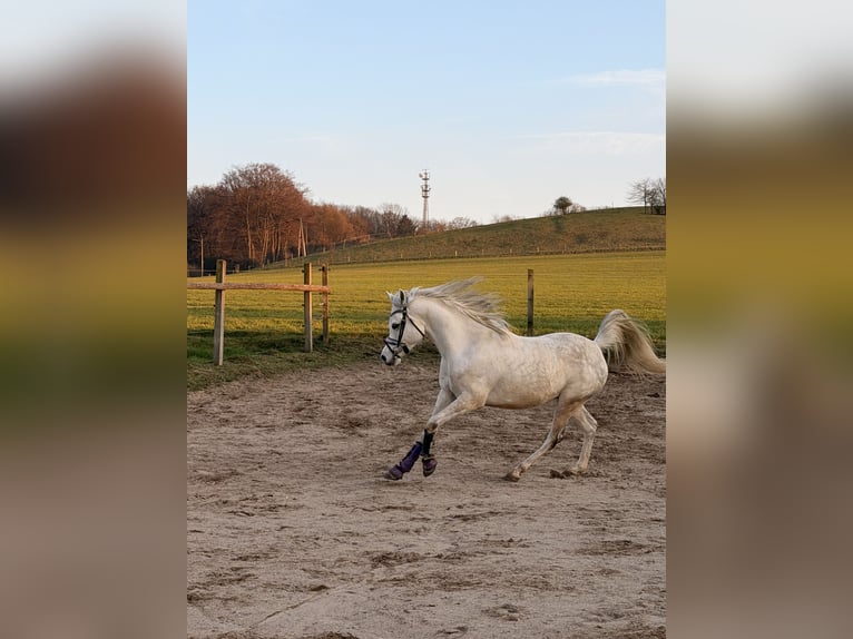 Anglo-Araber Wallach 7 Jahre 156 cm White in Iserlohn