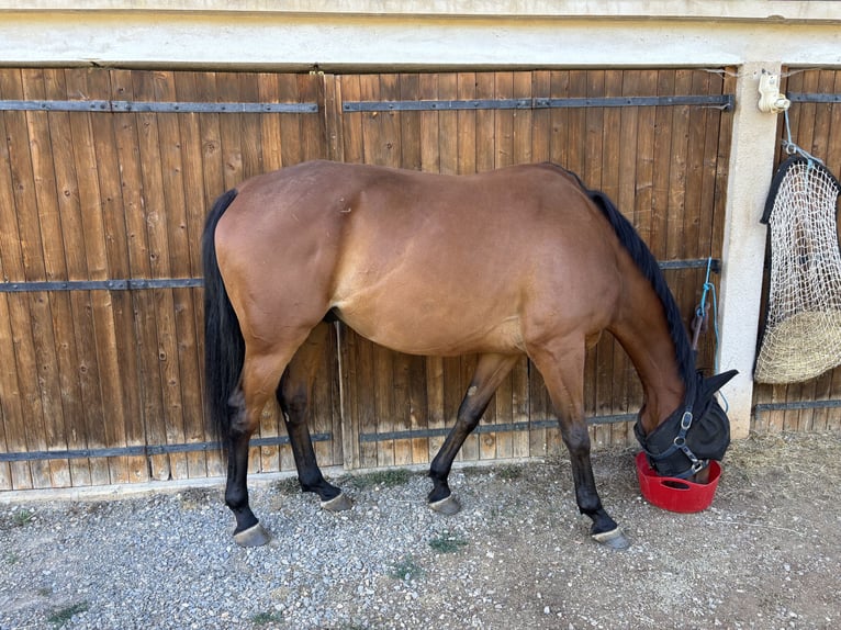 Anglo-Araber Wallach 7 Jahre 164 cm Brauner in Issendolus