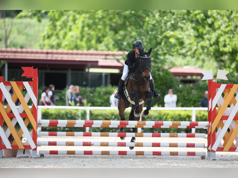 Anglo-Araber Wallach 8 Jahre 160 cm Dunkelbrauner in foligno